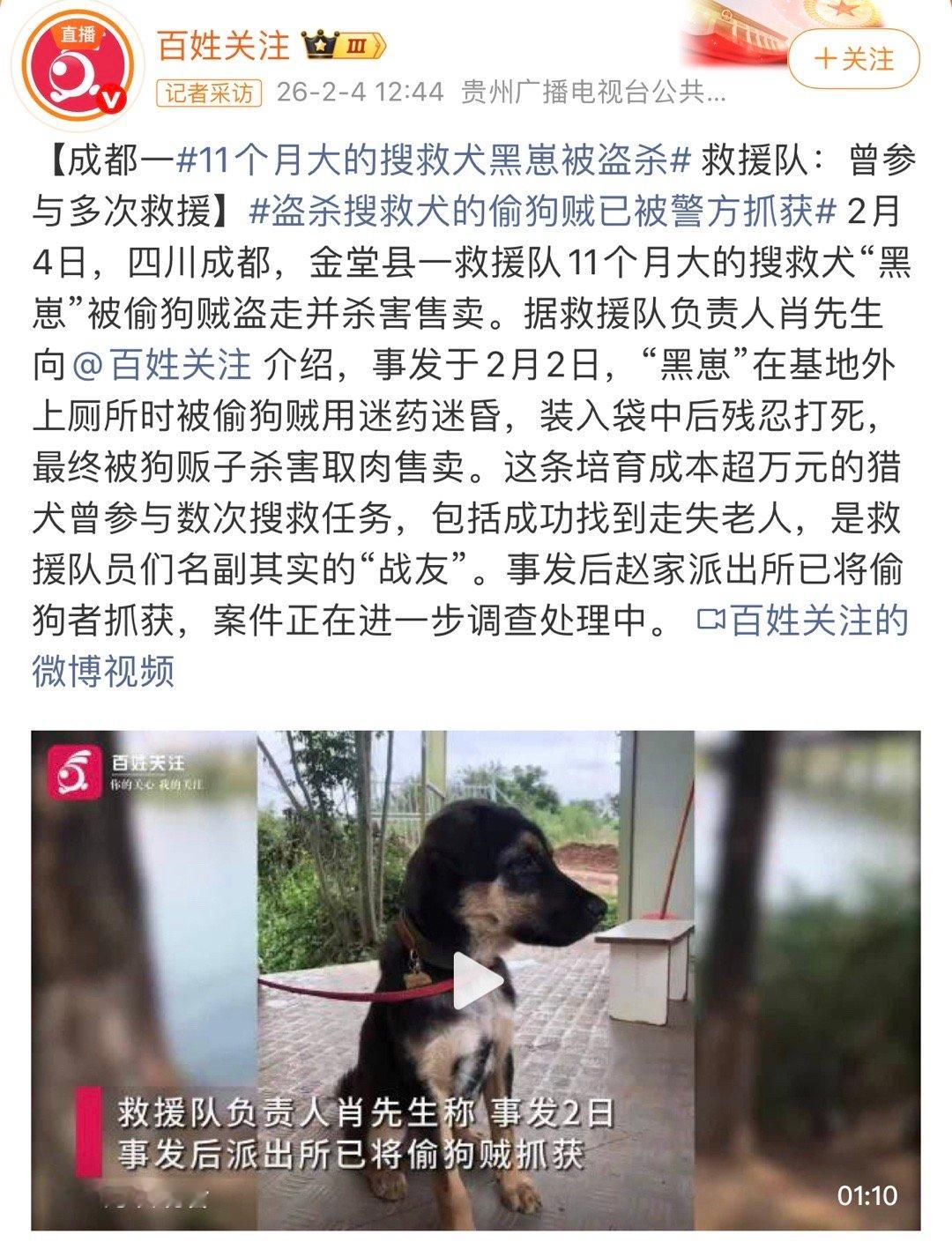 11个月大的搜救犬黑崽被盗杀很痛心。真的觉得，在没有一部保护它们的法律出台前，人