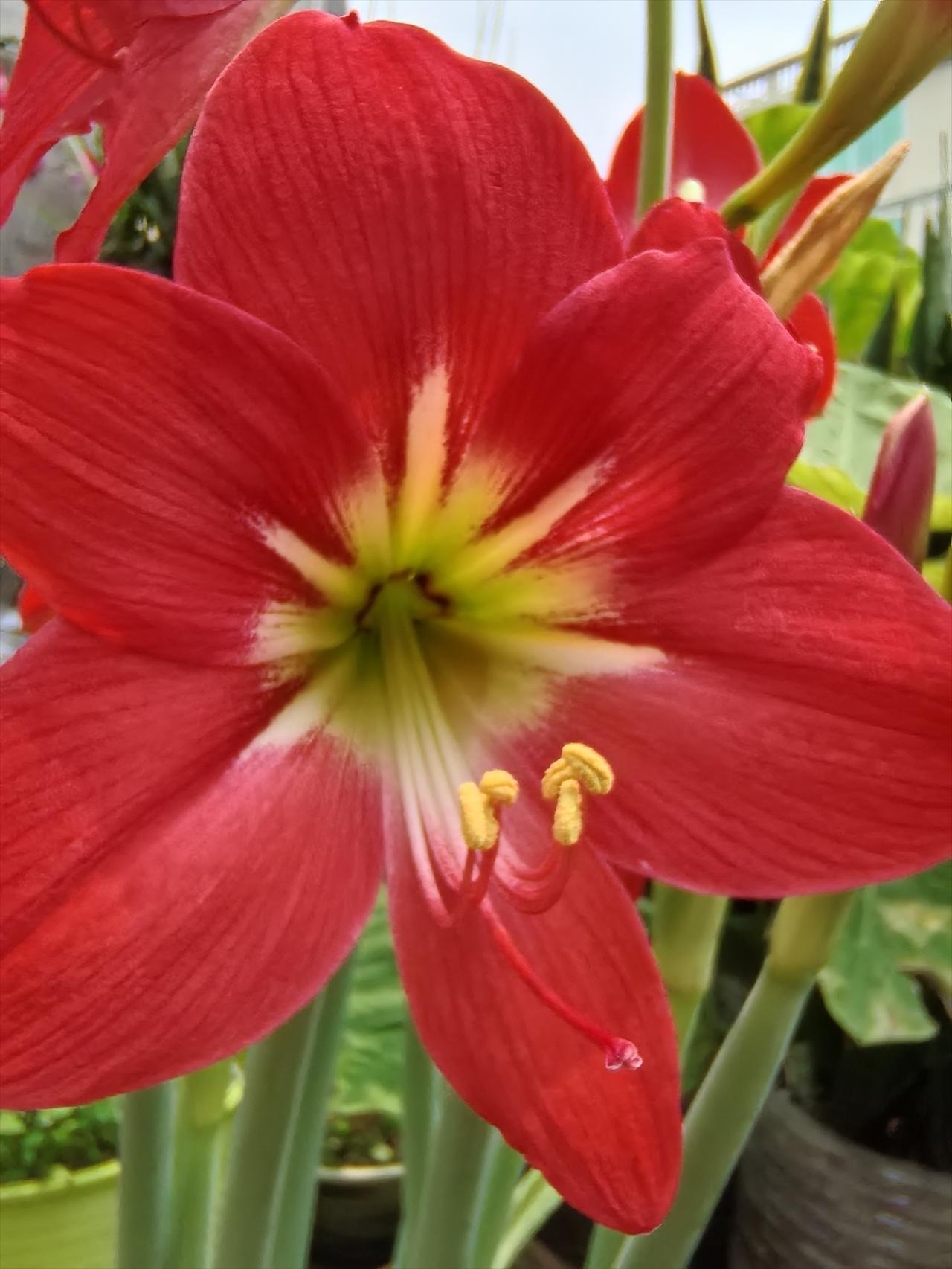 晒图笔记大赛花开富贵，人见人爱，我种的花如何？你知道这是什么花？