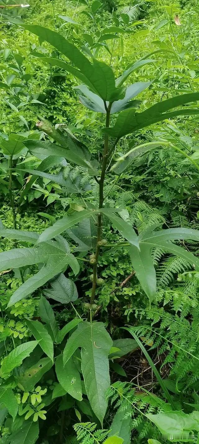 你认识这种植物吗？这种植物的根，广东人最喜欢用他来煲汤喝，补身体，这种植物我敢说
