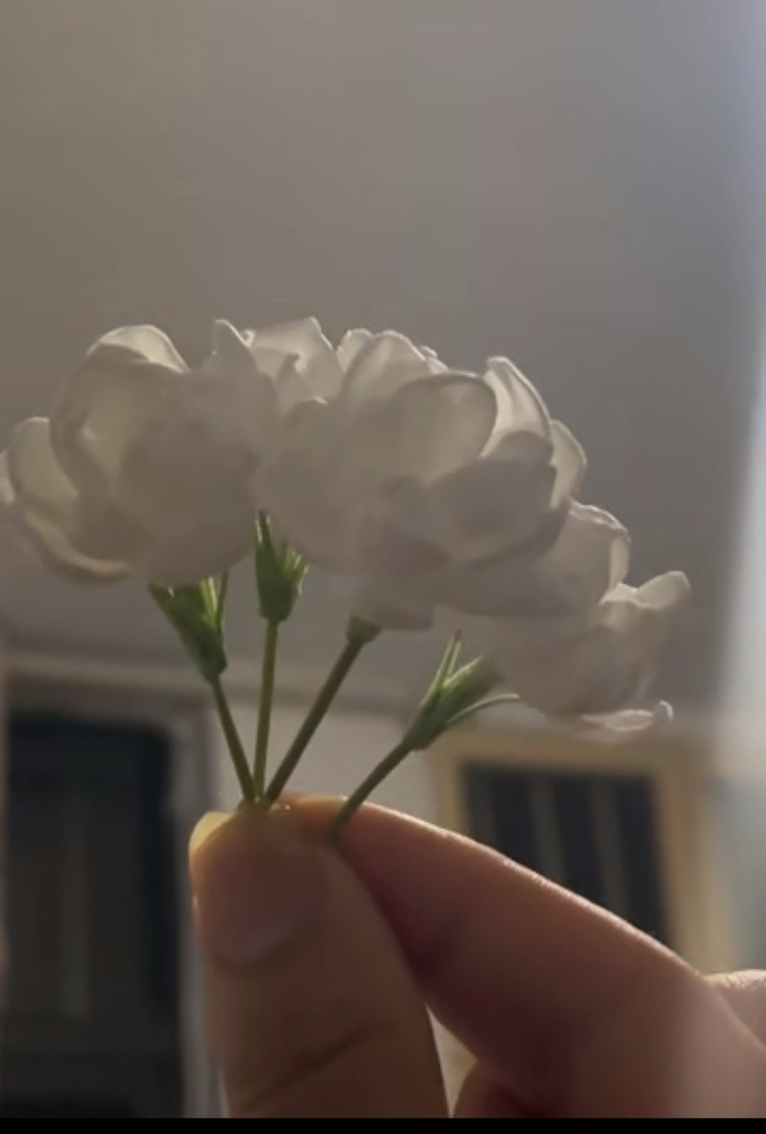 那么这是谁的茉莉呢，好难猜啊