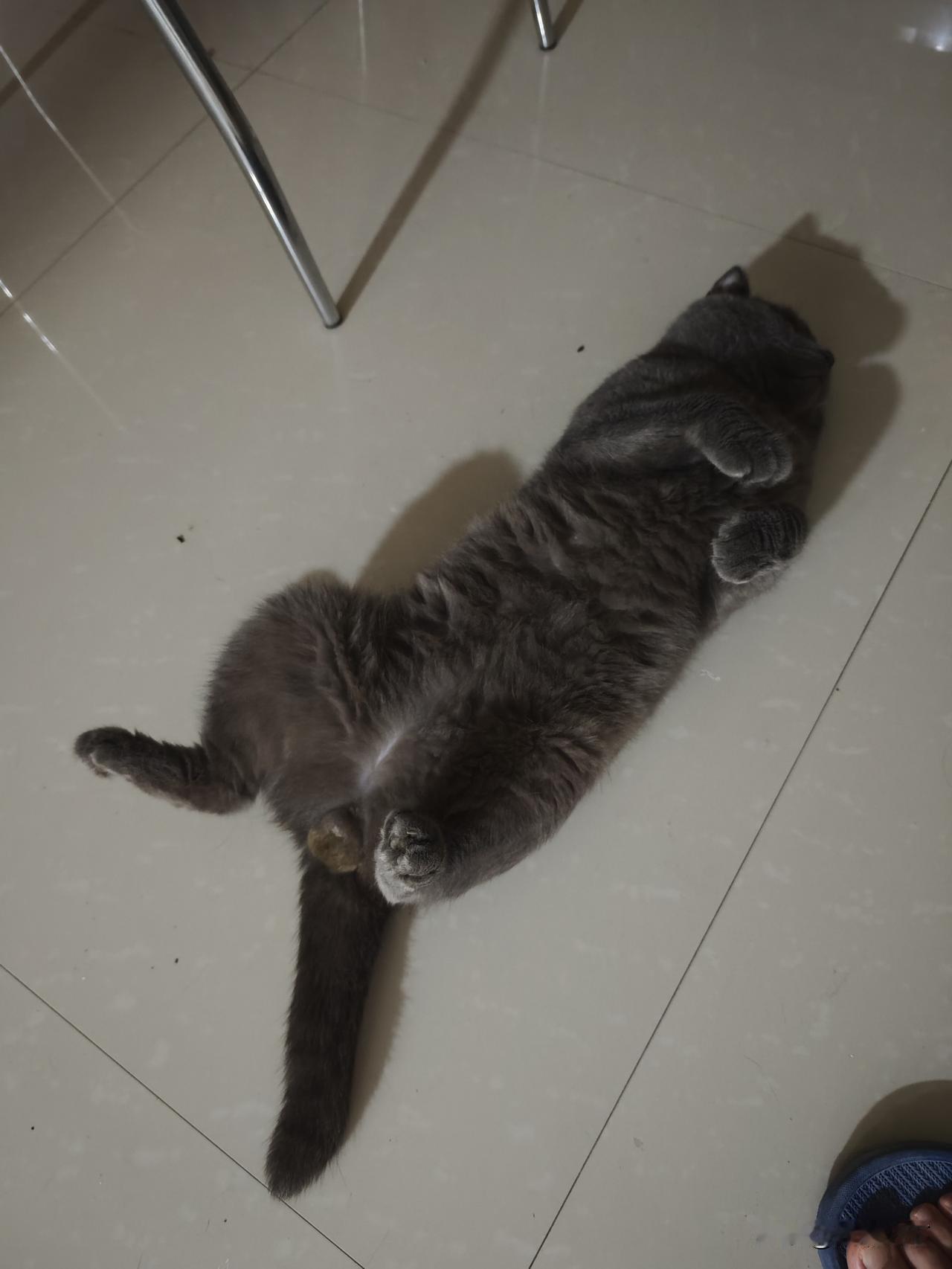 相册里最近一张小猫的照片
