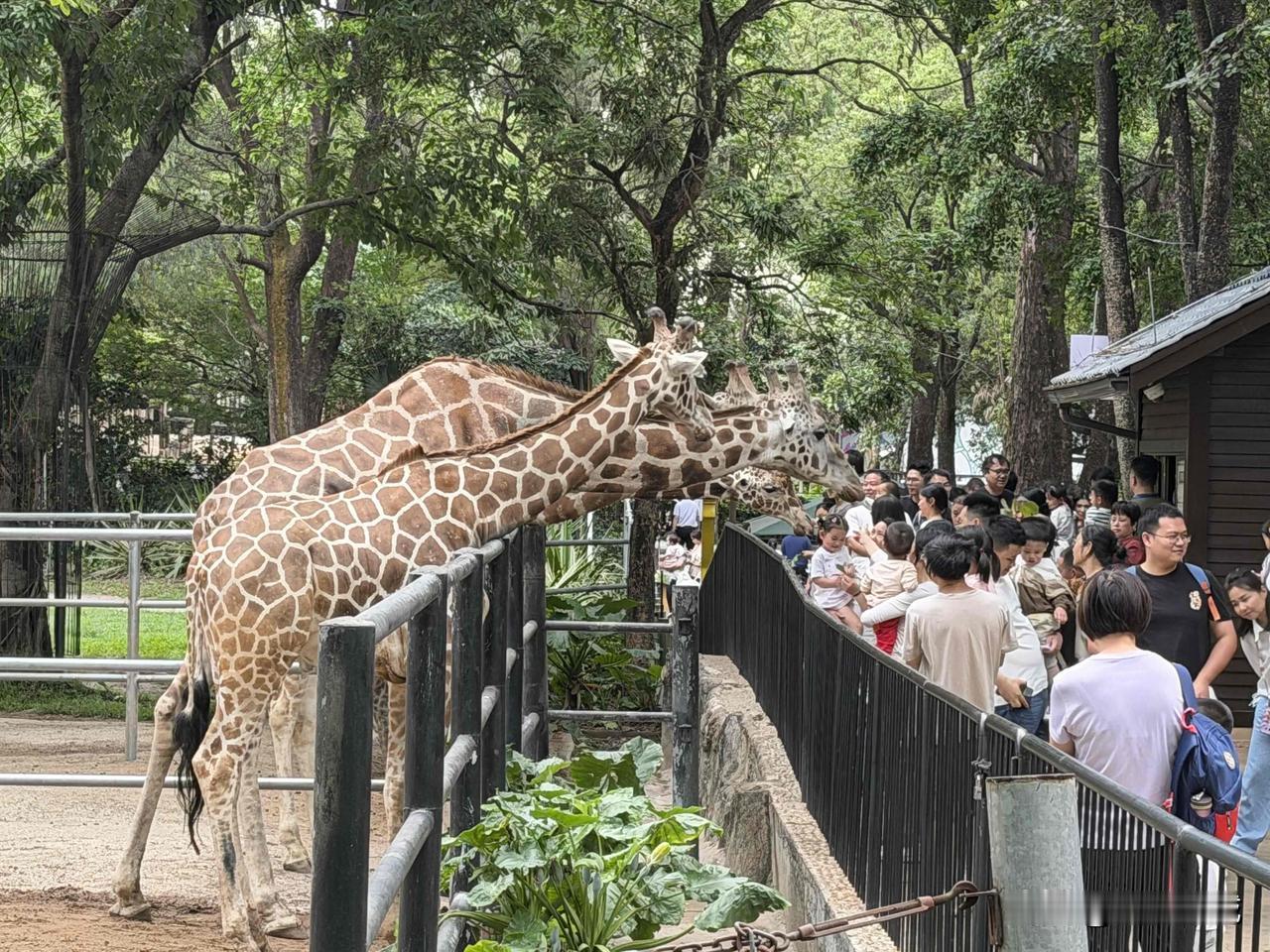你去动物园最爱看的动物是什么?长颈鹿🦒和熊猫🐼。虽然广州动物园喂一次长颈鹿需