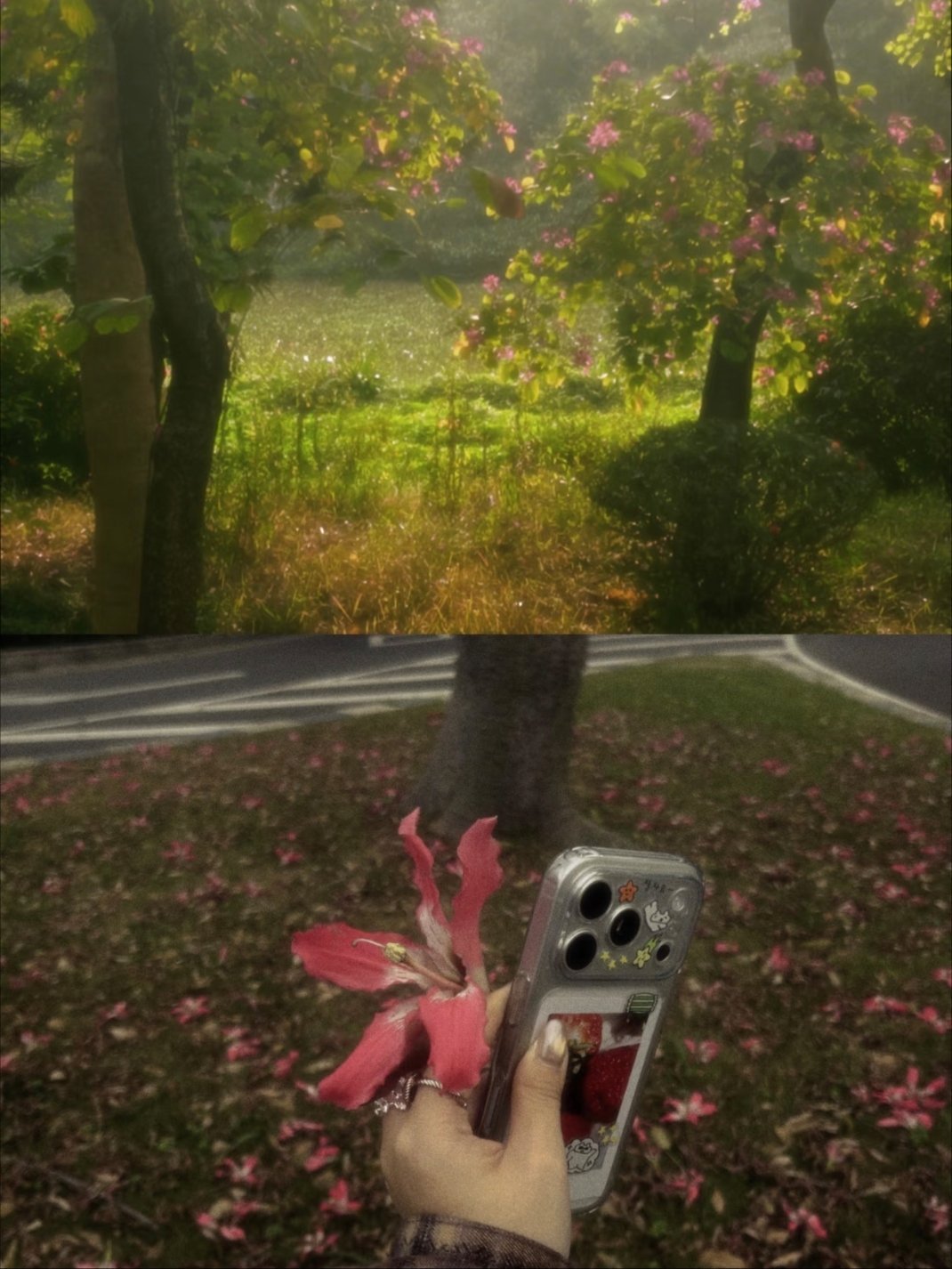 顺德 有一种淡淡的 闲适的美。顺德是一个很神奇的城市🏙️一进去 树一整个吻上来