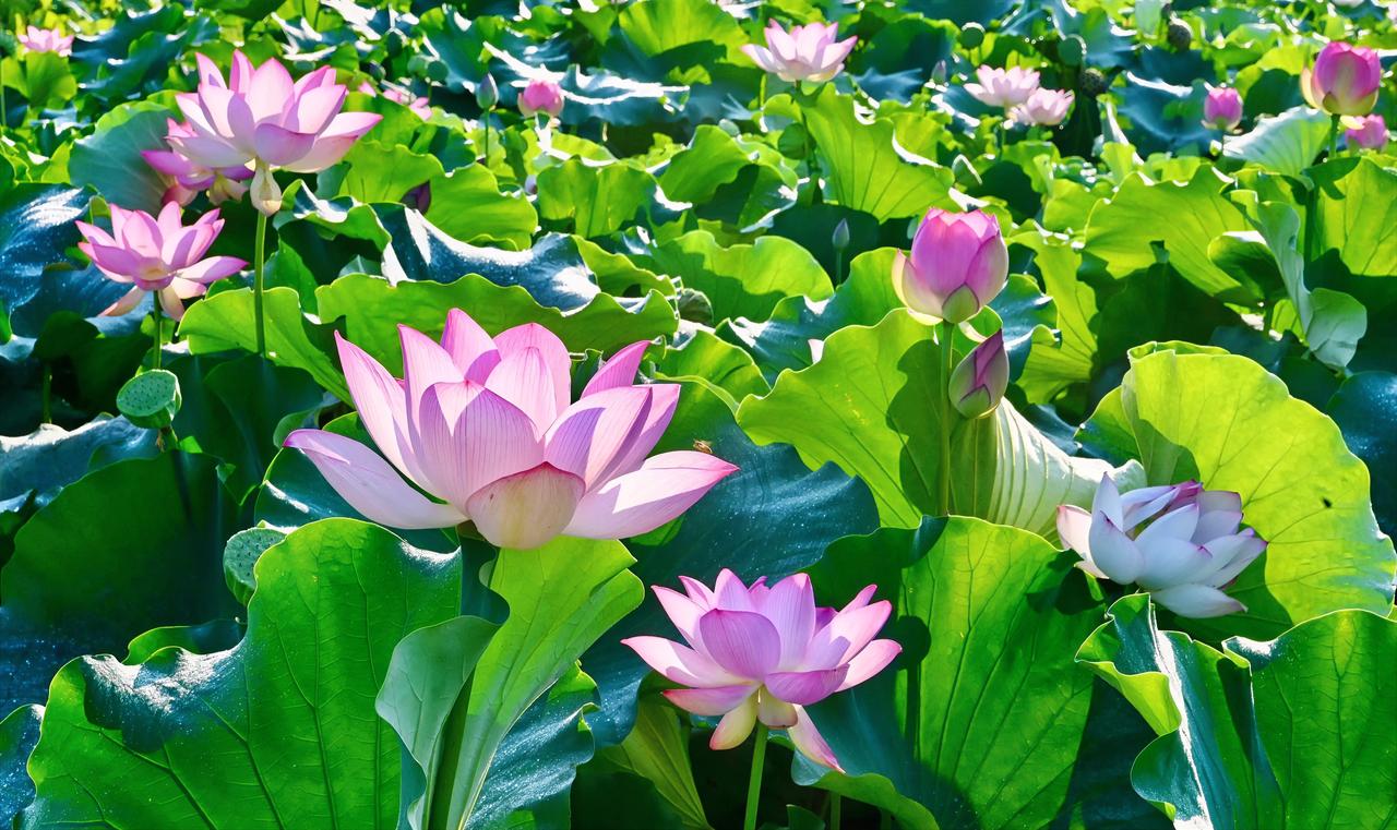 节节莲藕泥中睡；
朵朵荷花湖面笑。