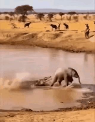 鳄鱼这辈子也想不到自己还能空中飞翔～🥺