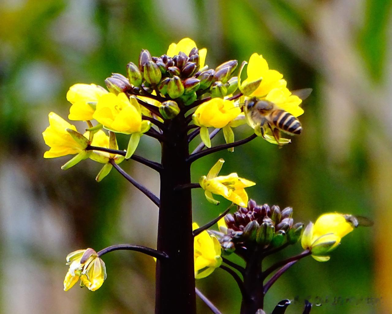 今年冬天的不同 今年冬天有什么不同？1月8号是中国俗话说的三九天开始，按老理“冷