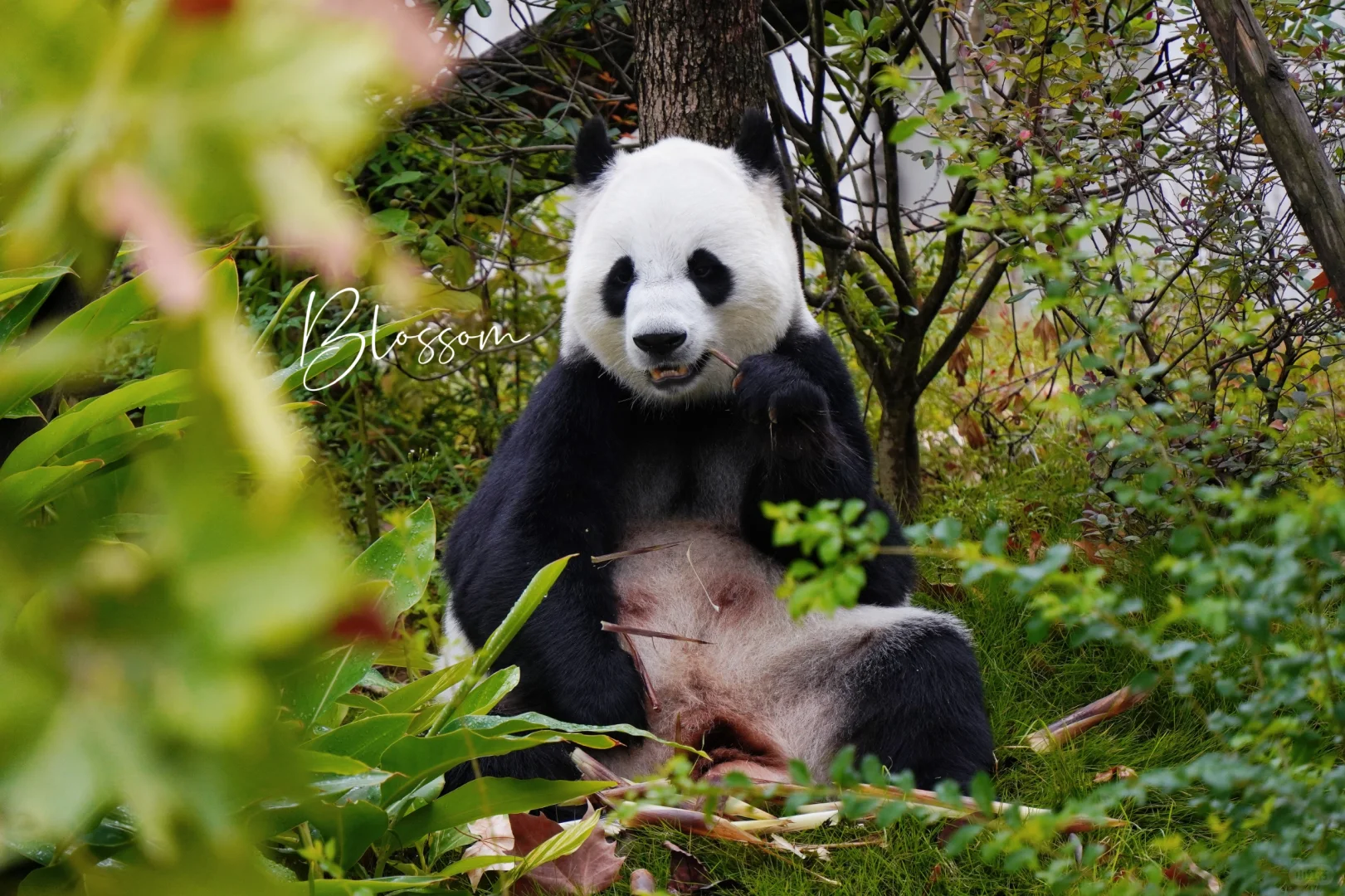 241005 小白袜妹妹