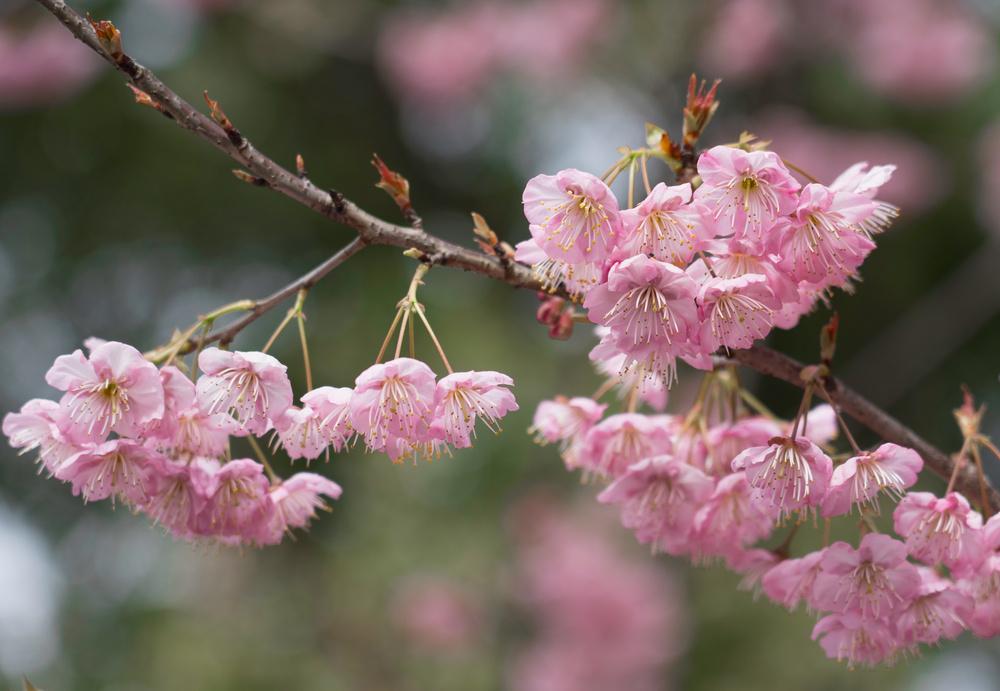 2026春节遇七九，60年
罕见暖冬引热议
 
2026年春节（2月17日）恰逢