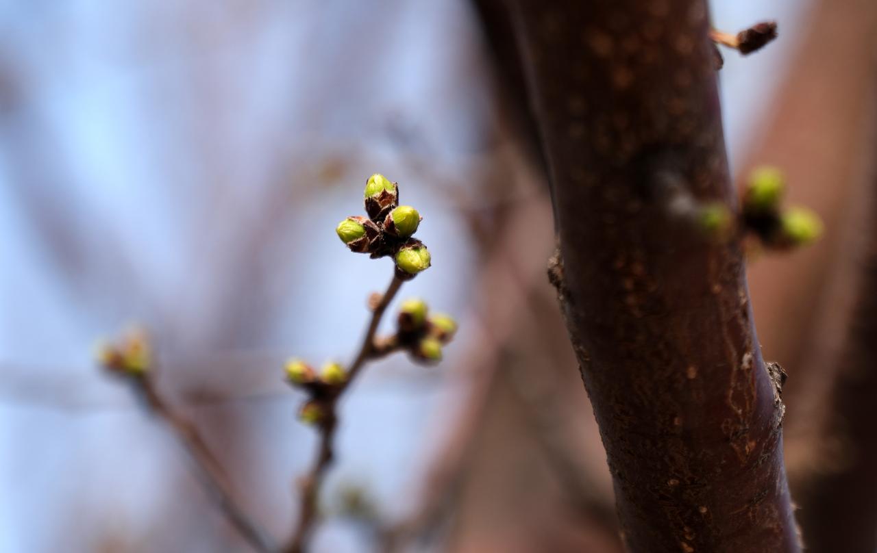 随着气温回升，辽宁省沈阳市公园里和街头巷尾的一些树木，枝头处处可见萌发的新芽，呈