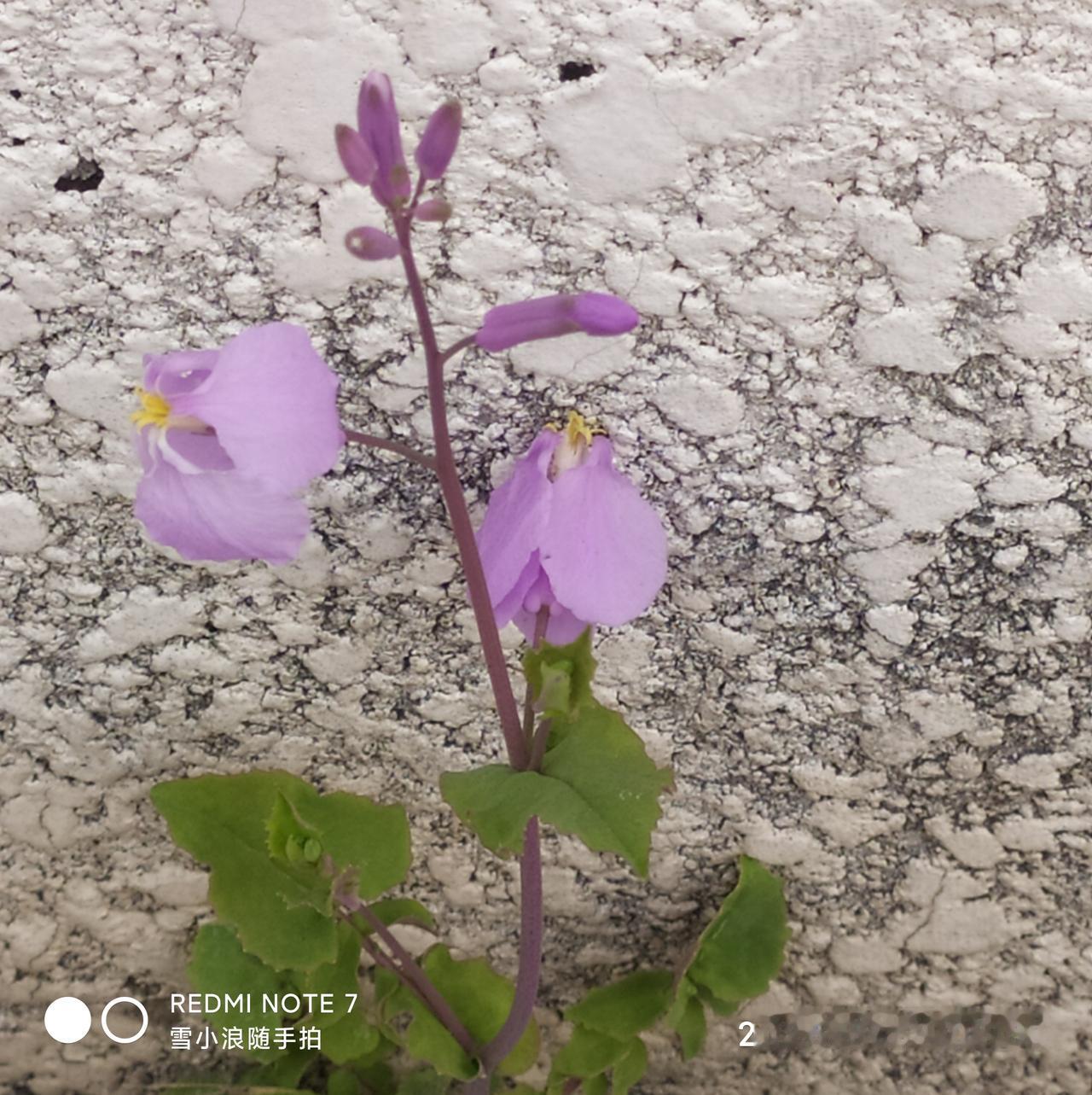 出句：墙美每经花粉饰（雪浪）