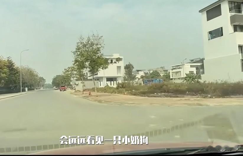 泪目了！这天一位小哥哥开车去老家玩，当他开到一条乡间小路上的时候，看到了非常凄惨