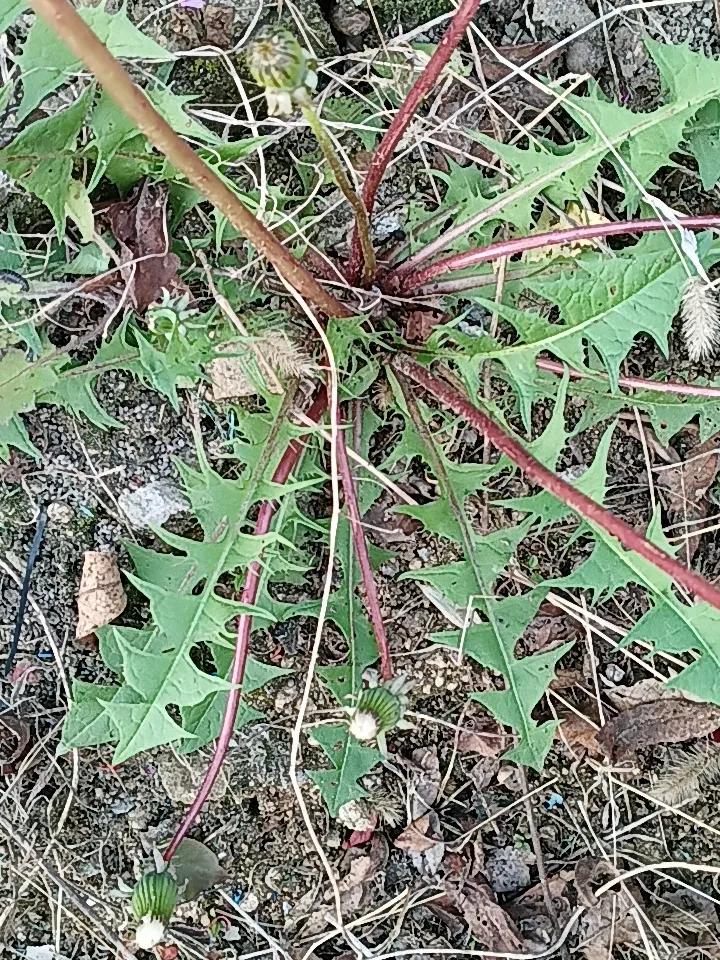 春日里掐几株带露的嫩蒲公英，洗净了蘸上甜面酱，清鲜里裹着点淡淡的苦意，一口下去满