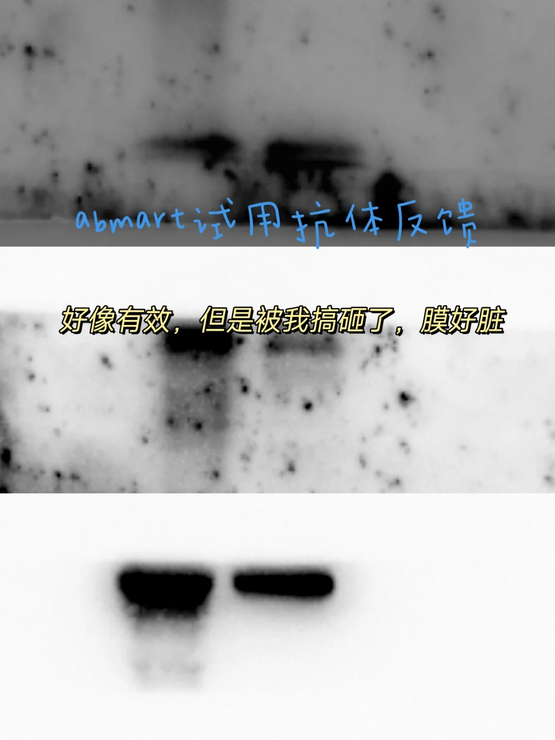 abmart抗体，IL1β，β tubulin，好像有效