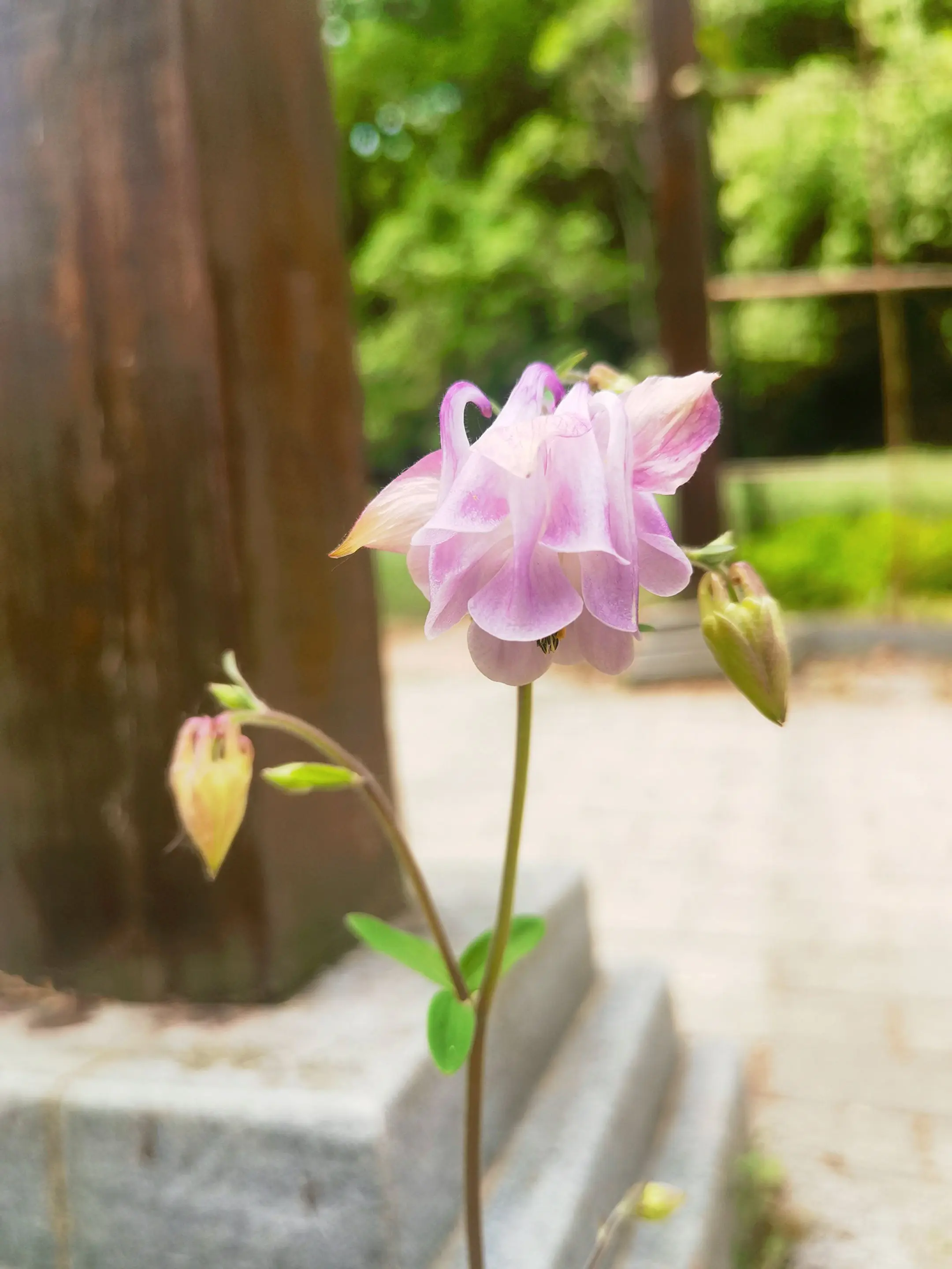 花儿真的很治愈