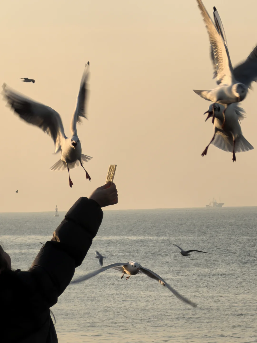 12.17青岛栈桥海鸥 今日适合观鸥