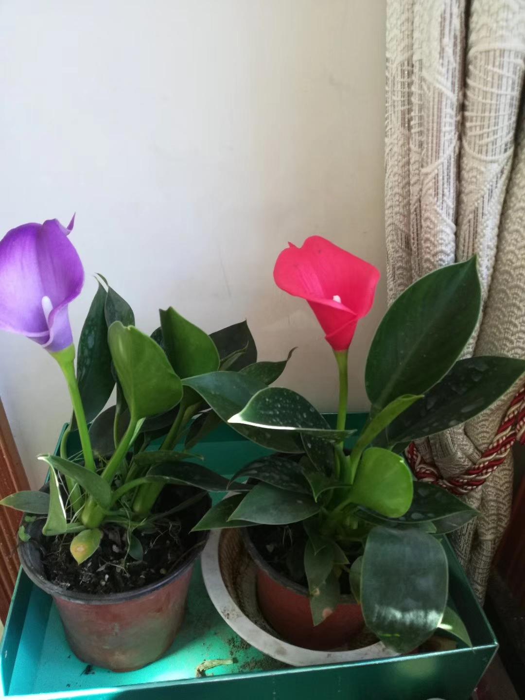 分享一张你最近随拍的照片