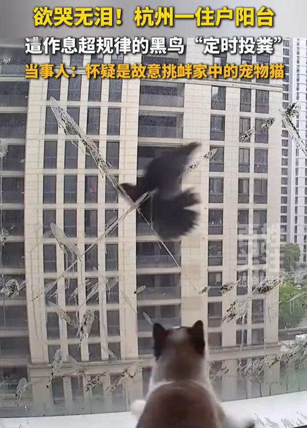 【女子家阳台遭黑鸟精准投粪骚扰：每天十余次！】女子回应阳台遭黑鸟精准投粪 4月1