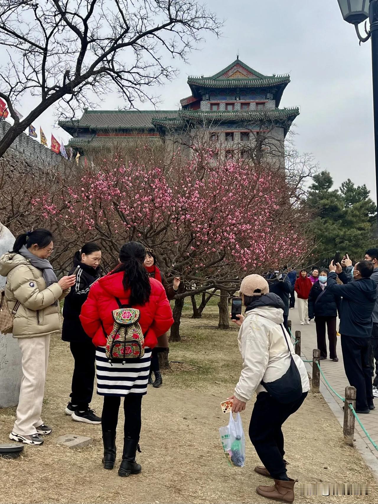 墙角一树梅花，围满大爷大妈。
各种香味扑面，难辨真真假假。
明城墙遗址公园的梅花