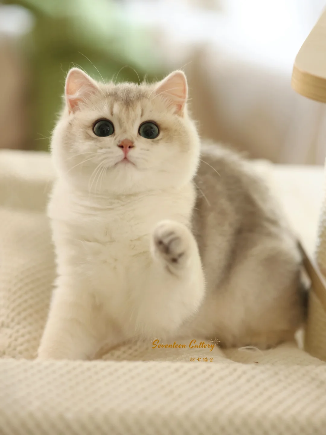 小猪弟～蓝金短毛｜新家厦门🏠