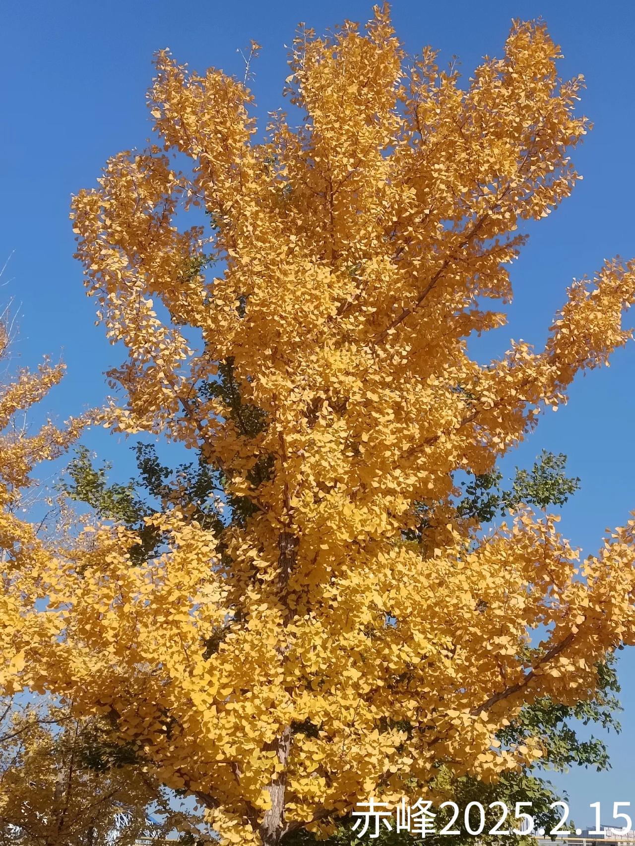 分享随手拍金黄色的树叶路边随拍，金黄色的树叶。