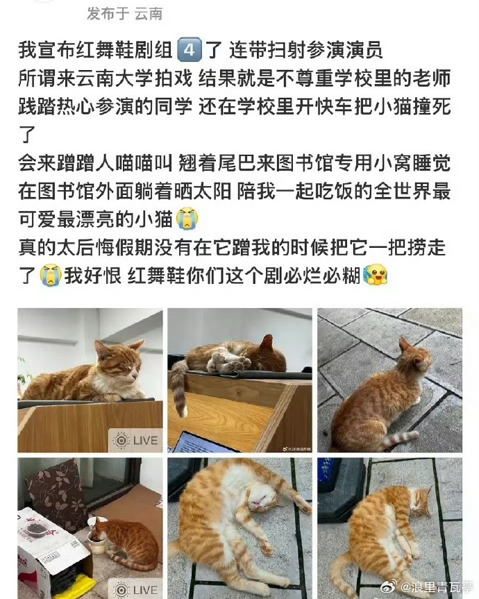 曝红舞鞋剧组开快车撞死猫没看出来他们敬畏生命！而且小橘不是流浪猫，他被学校的老师
