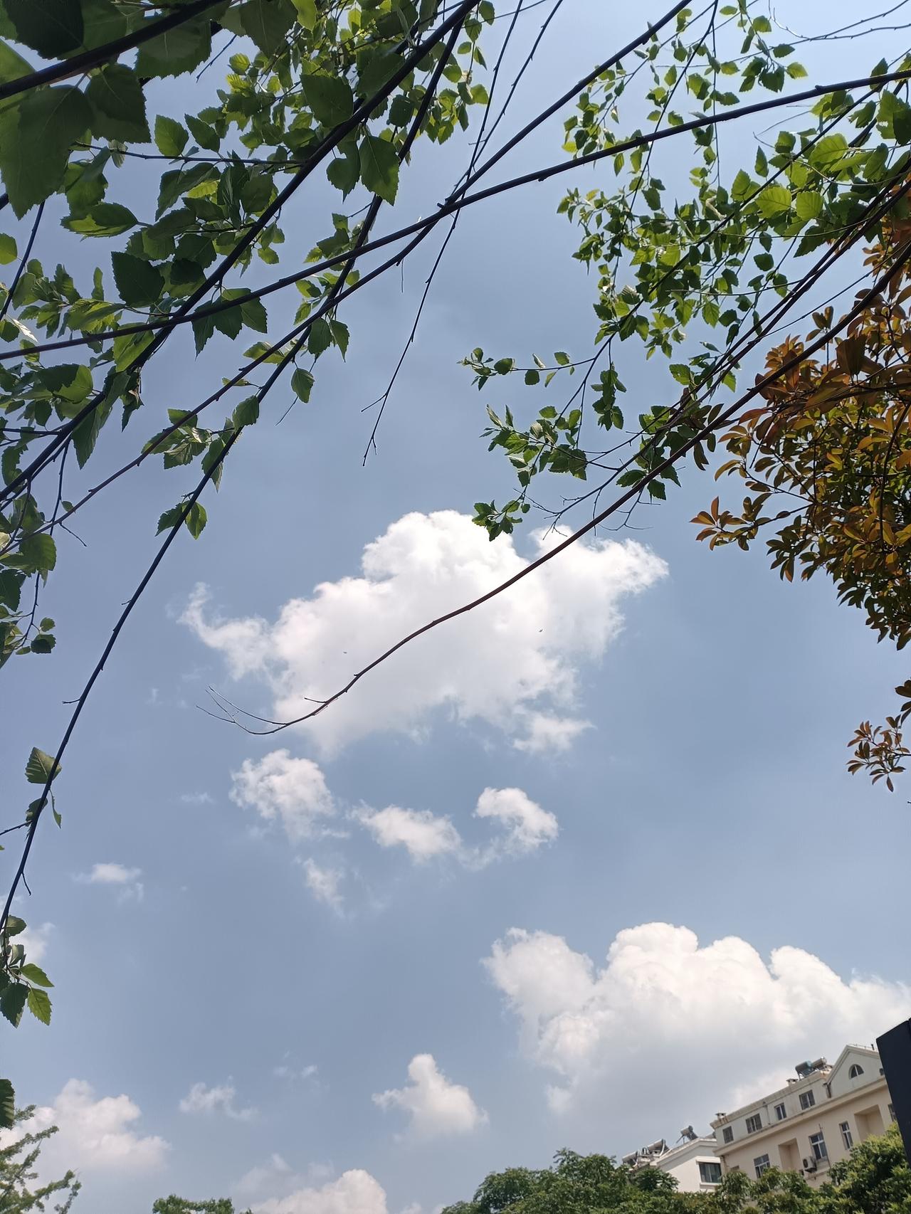 分享一张蓝天的照片绿叶衬着蓝天，云朵蓬松柔软，像给心情也放了个假。