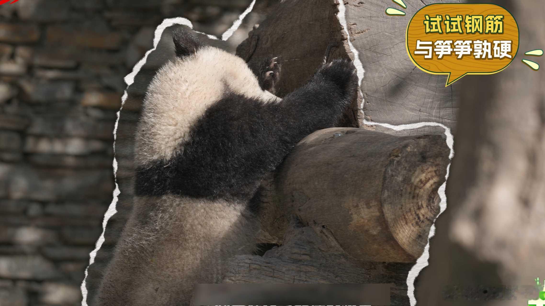 【大熊猫在成都的出国体检记录】到绵阳看回国的熊猫福娃和凤仪今天的大熊猫故事结束啦