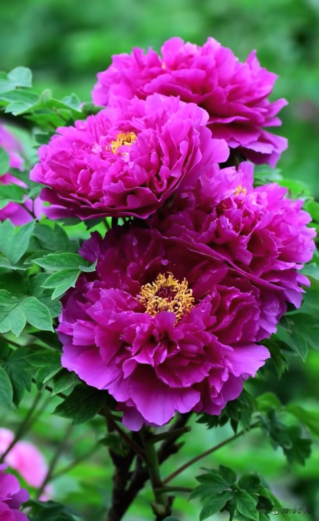 见过这抹紫牡丹才懂：为何它能让无数人甘愿为“国色”疯狂？

春风拂过，紫霞漫卷枝