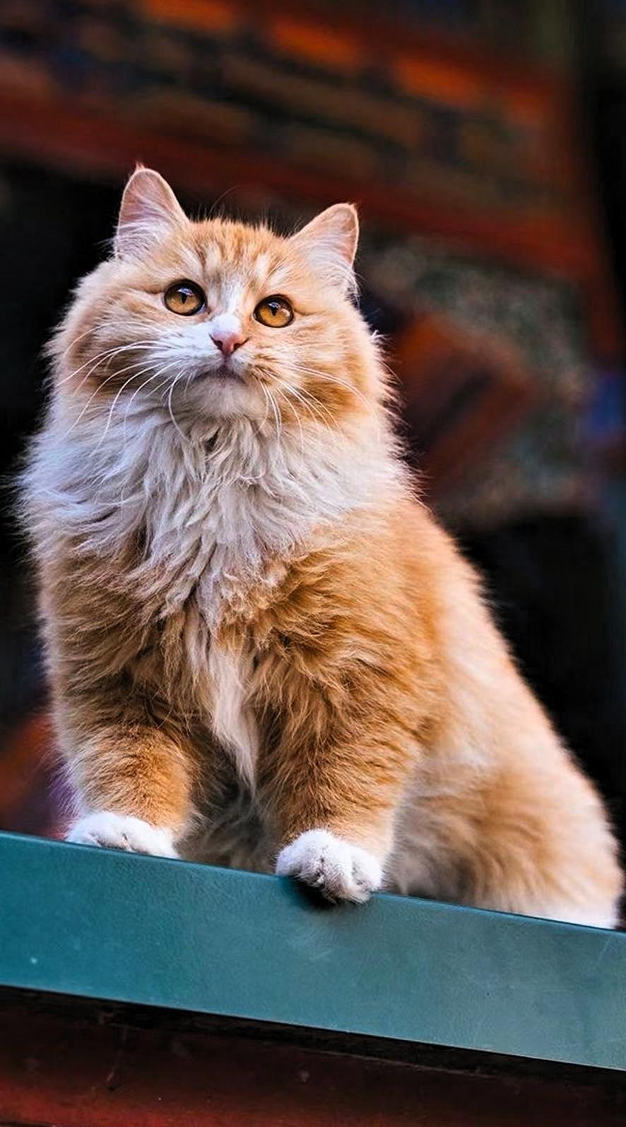 猫坐高台观世尘，心静如水映秋月。