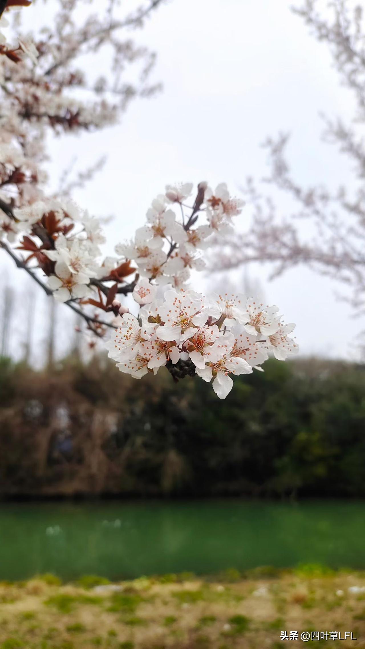 春风如约而至，吹暖每一个角落，把春天藏进相册里，记录春游的快乐！