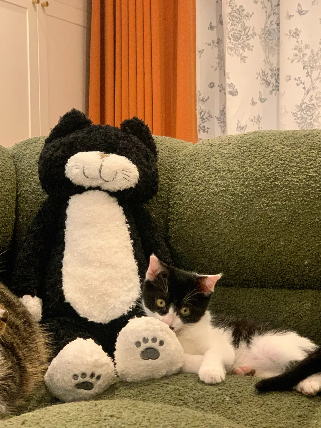 曾经流浪的小奶牛有了家 还有了哥哥