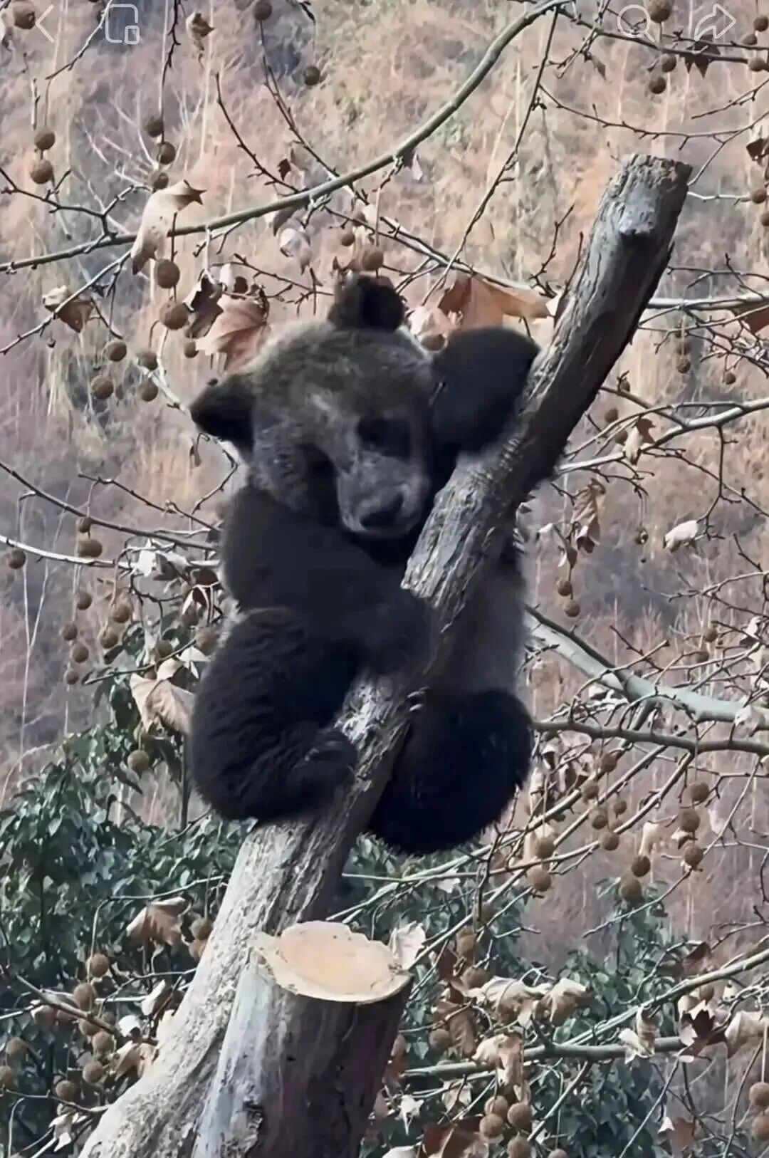官方回应“全网最黑”大熊猫