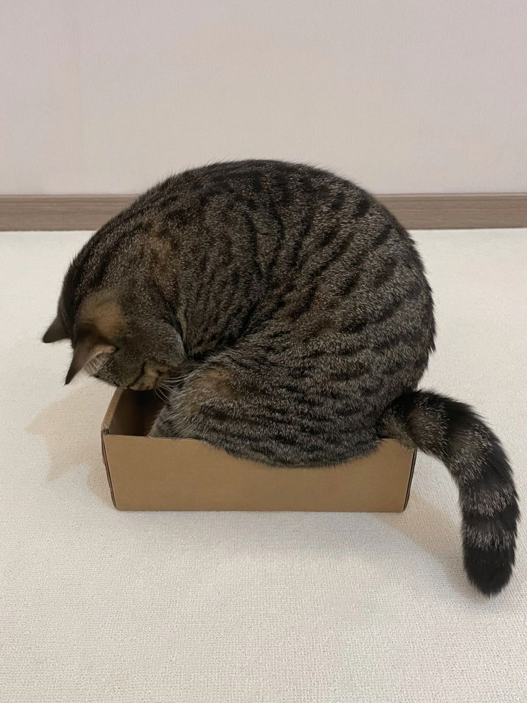 有些猫猫对自己的身材一无所知...
