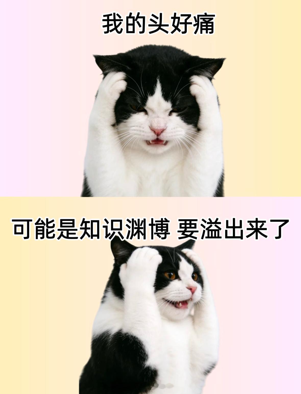 越看越觉得我这个论文…顺着念，一坨屎倒着念，屎一坨[便便][便便]有毕业的风险吗