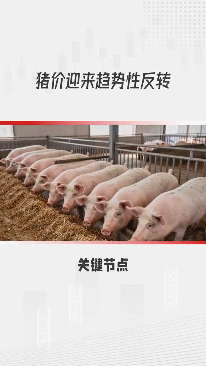 猪价迎来趋势性反转。
要判断猪价是否迎来趋势性反转而非短期反弹，可以密切关注以下