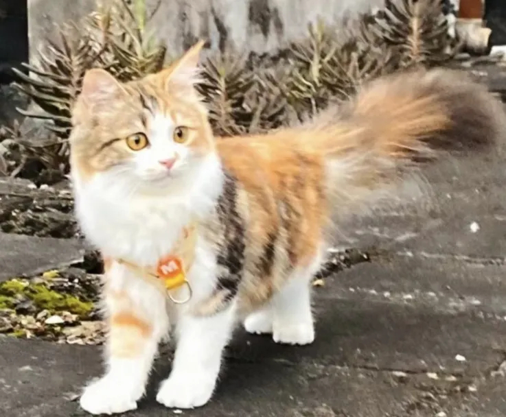 神秘而美丽的三花猫，就像一个会施魔法的小仙子。它或慵懒地卧着，或敏捷地奔跑，都散