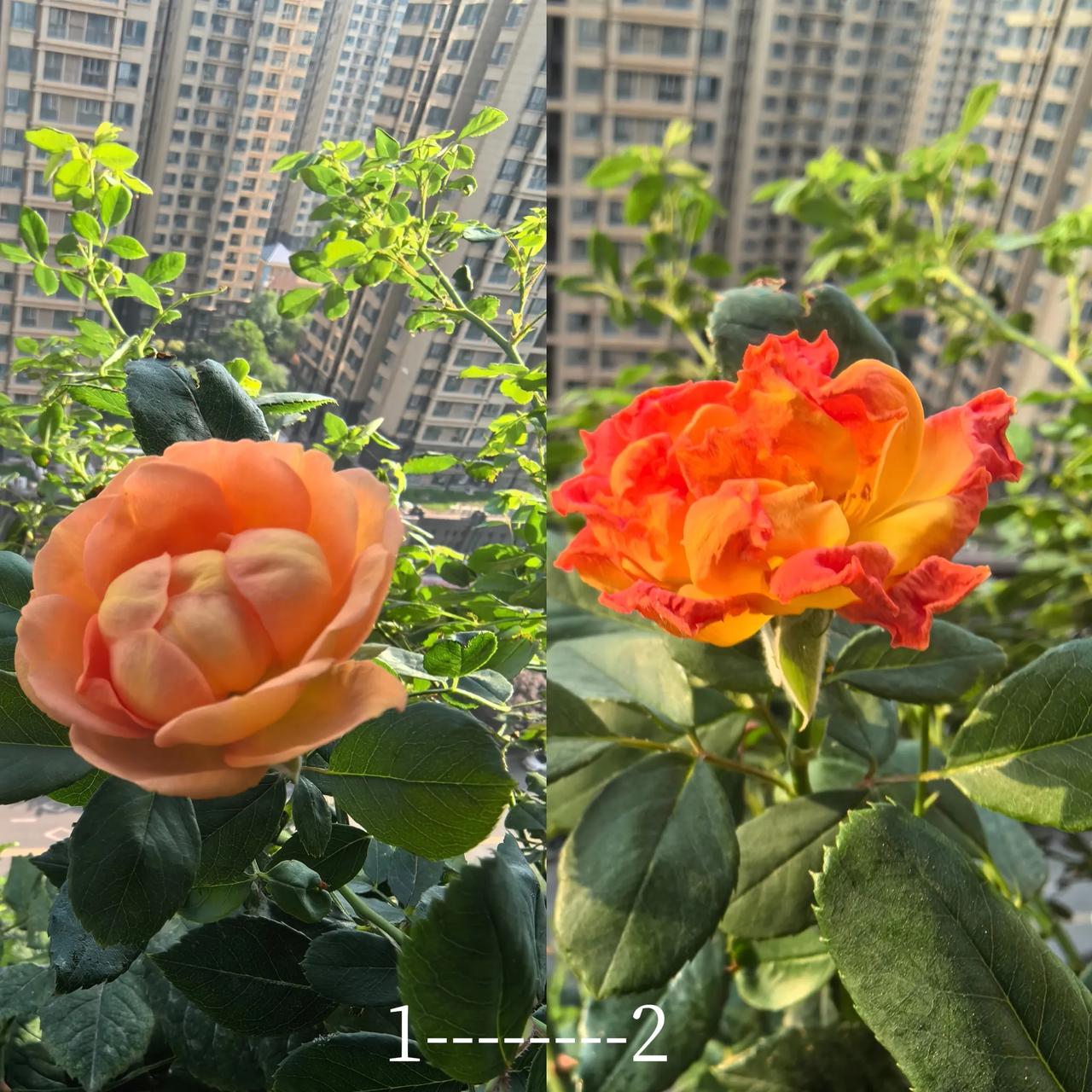 昨天的天气有多热？
看看这张图就知道了！

早上出门的时候，图1中的花还含苞待放