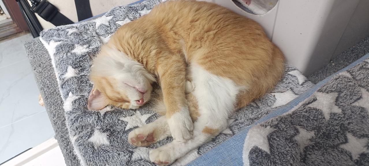 看看我家院子里的小猫睡姿，真是太养眼太治愈了！萌猫睡姿图鉴