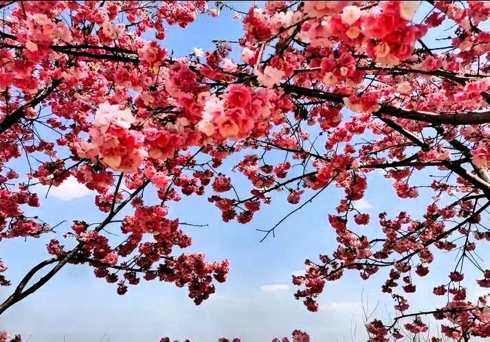 记录生活的小美好用镜头捕捉春天 记录生活的小美好
把春天的温柔定格在镜头里，每一