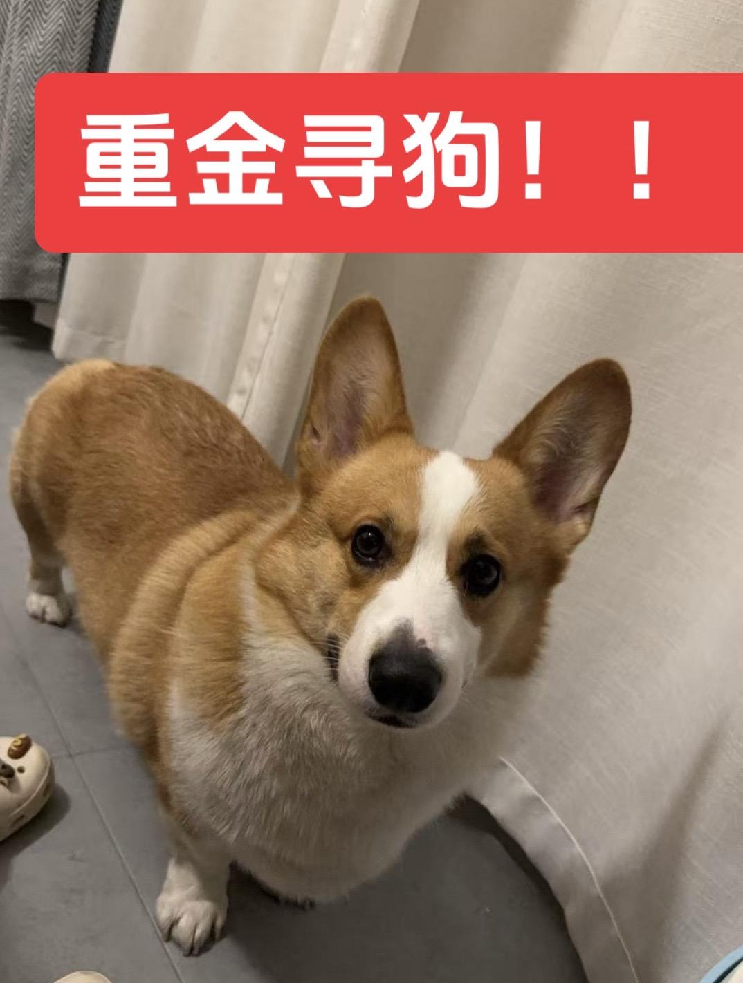 【紧急寻狗】求转发！  名字： 胖虎 走失时间： 10 月 4 日 1...