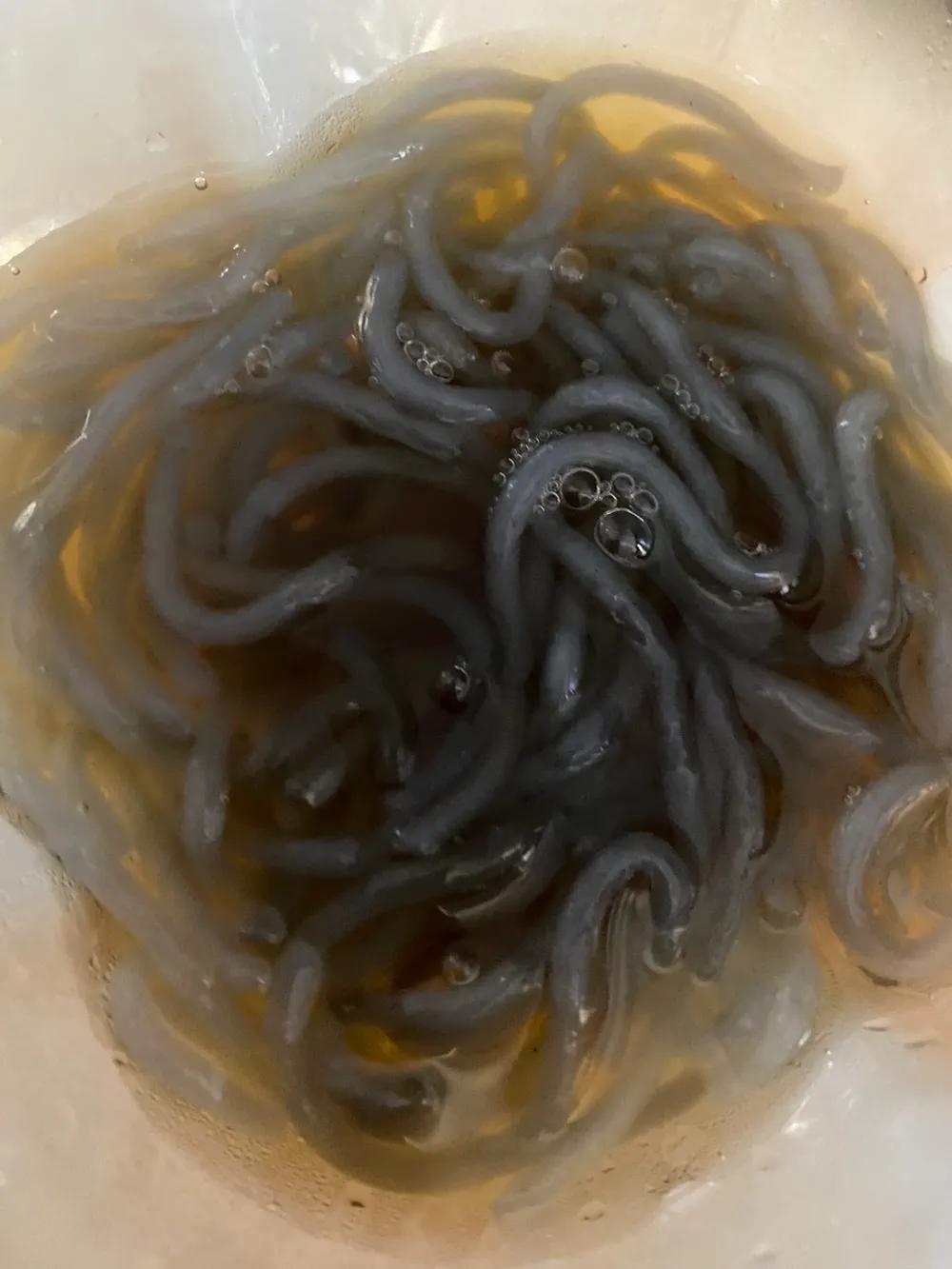 湛江独有