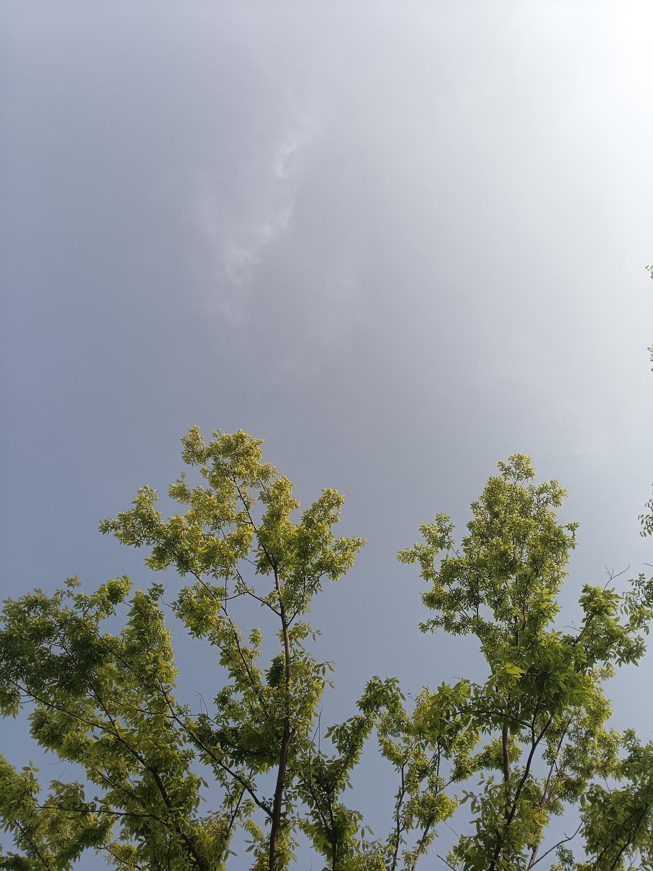 淡蓝天幕下，几株绿树舒展着嫩枝，新叶在微风中轻晃，晕开一片清浅的绿意，连空气都变