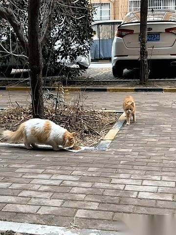 一只爪子，死死按住另一只猫的脑袋。
就当着河南那个喂食女生的面，橘猫的脸几乎要埋