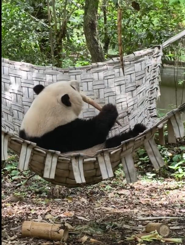 谁能抵挡住在吊床里 “躺平炫笋” 的熊猫花花啊！这小团子直接把干饭吃出了顶级度假