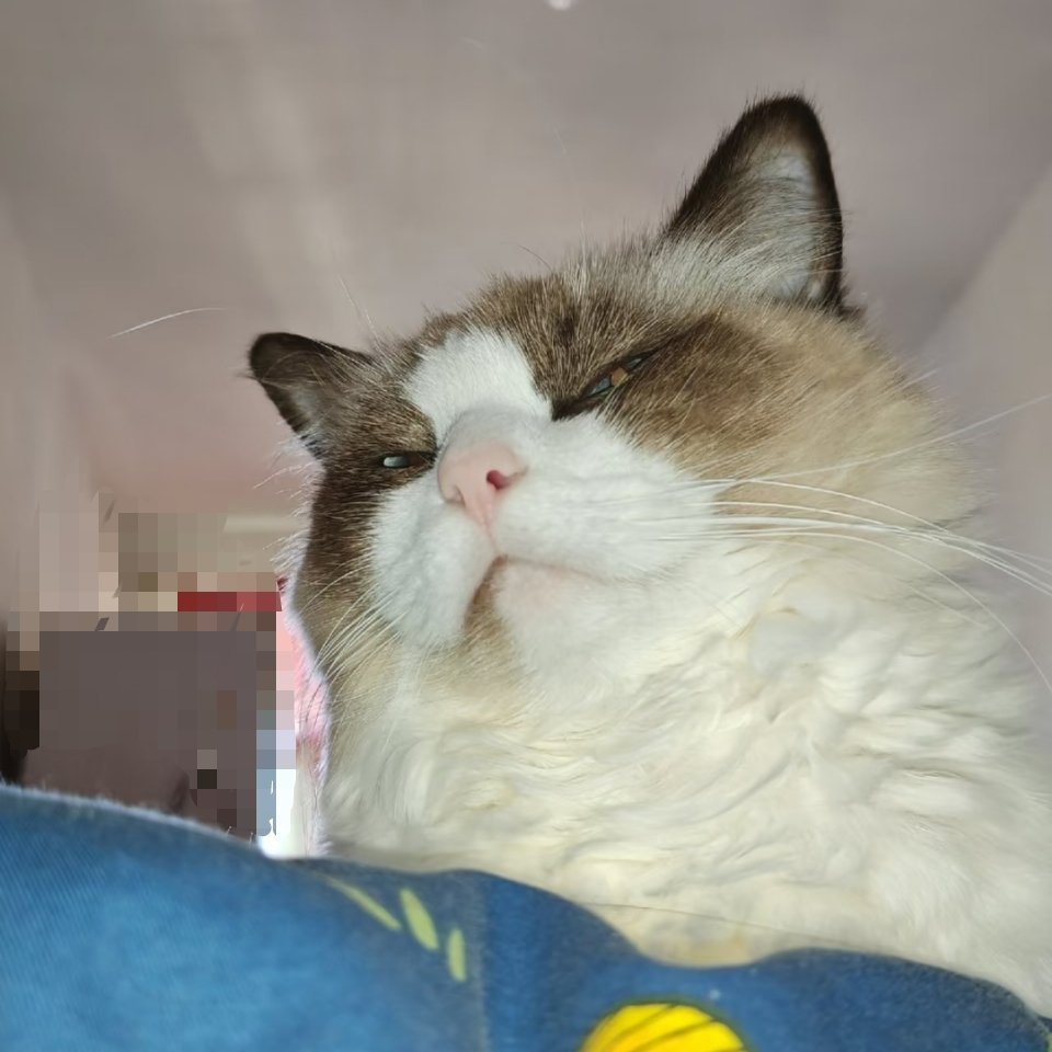 萌宠 猫猫蔑视，像不像趴班级后窗户的班主任 