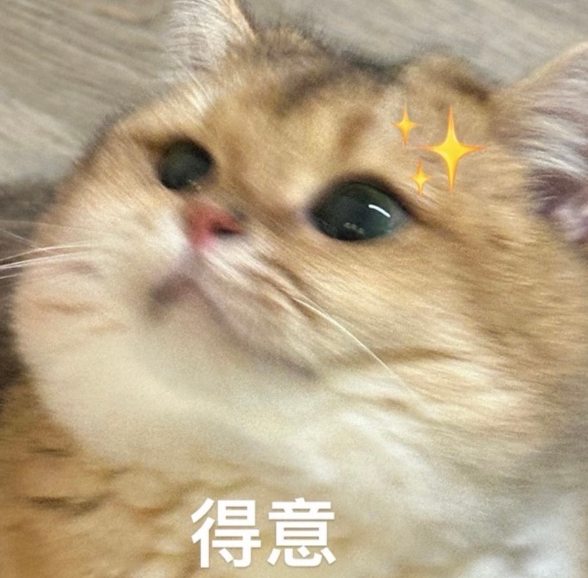 拧巴的人需要一只入室抢劫的咪 小猫从不内耗，小猫只追求吃好、睡好、玩好。喜欢你的