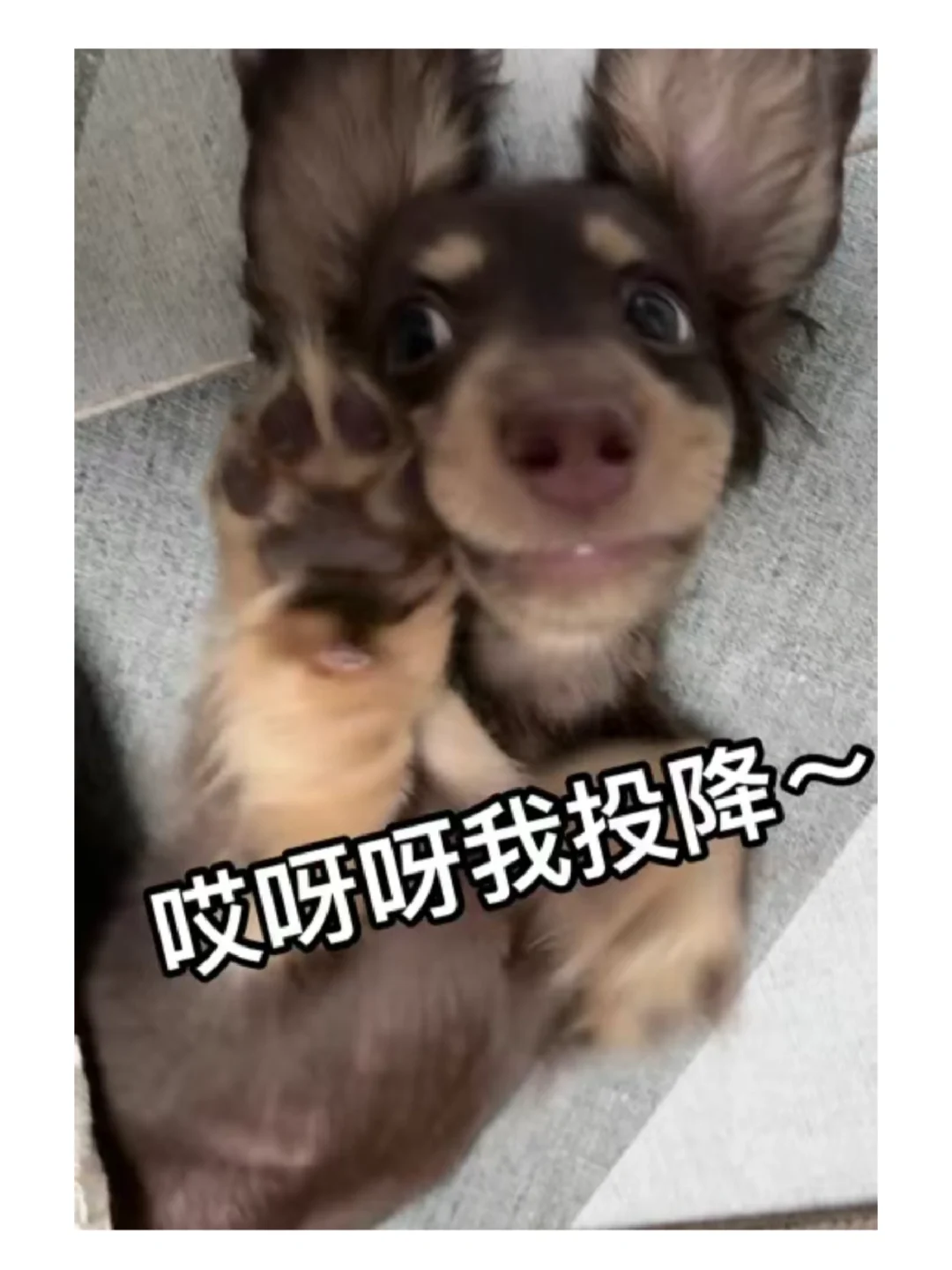 又去家长那偷了几张图，嘿嘿😈