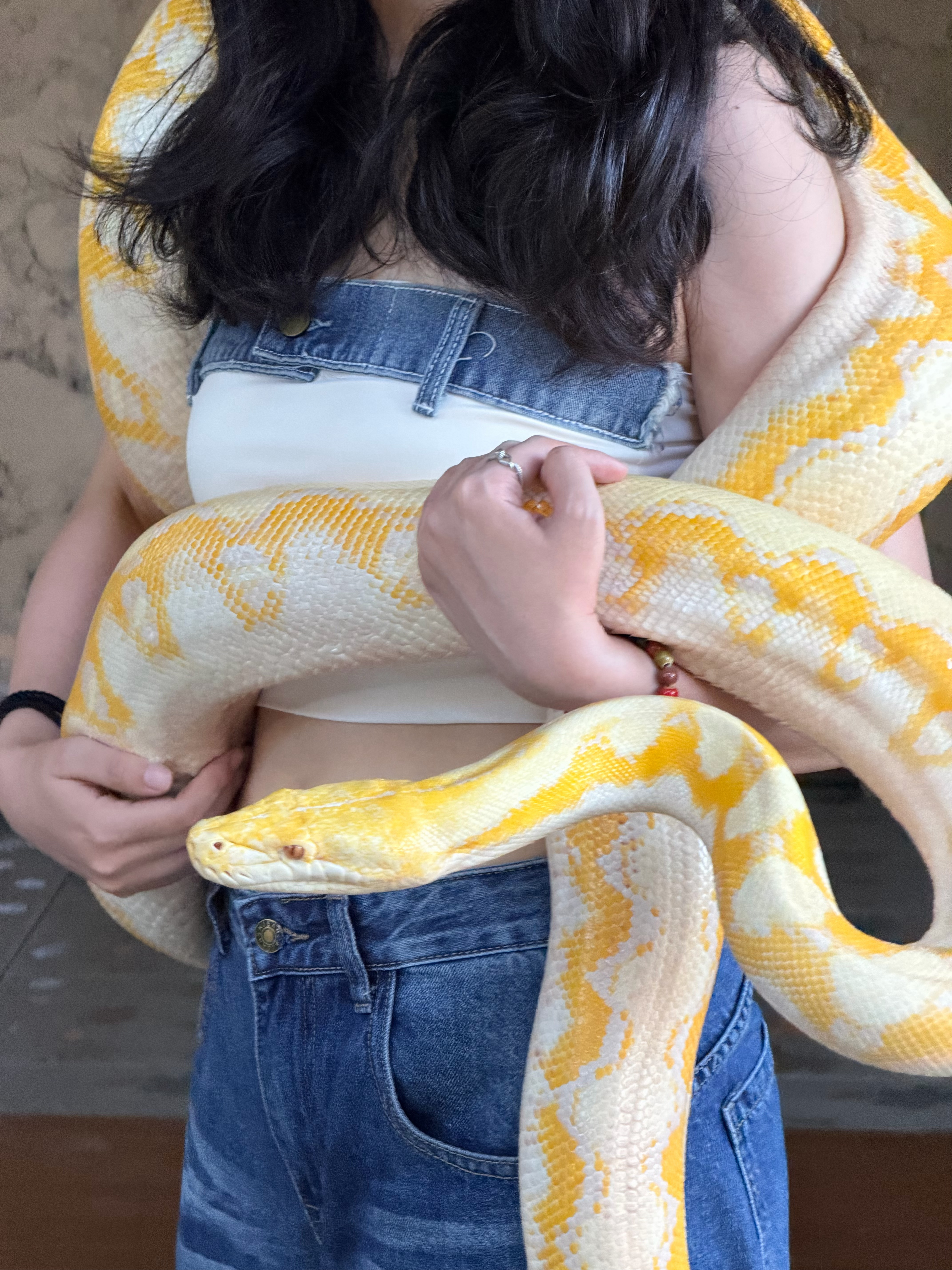 Hidden mini zoo day!🐍🦉🐢🦎🦇 印度尼西亚·Bal