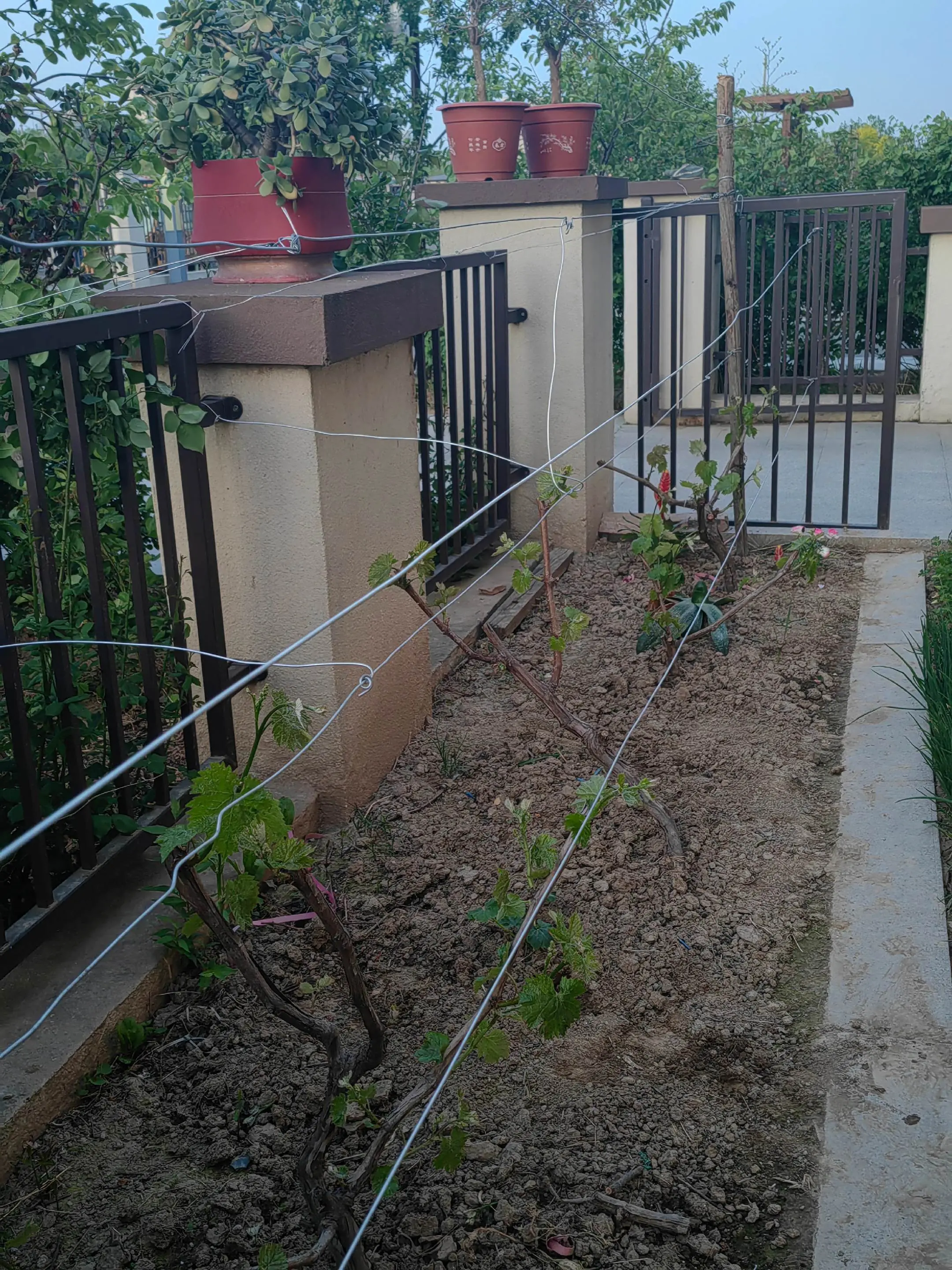 四年了，我也成了葡萄种植专业户了