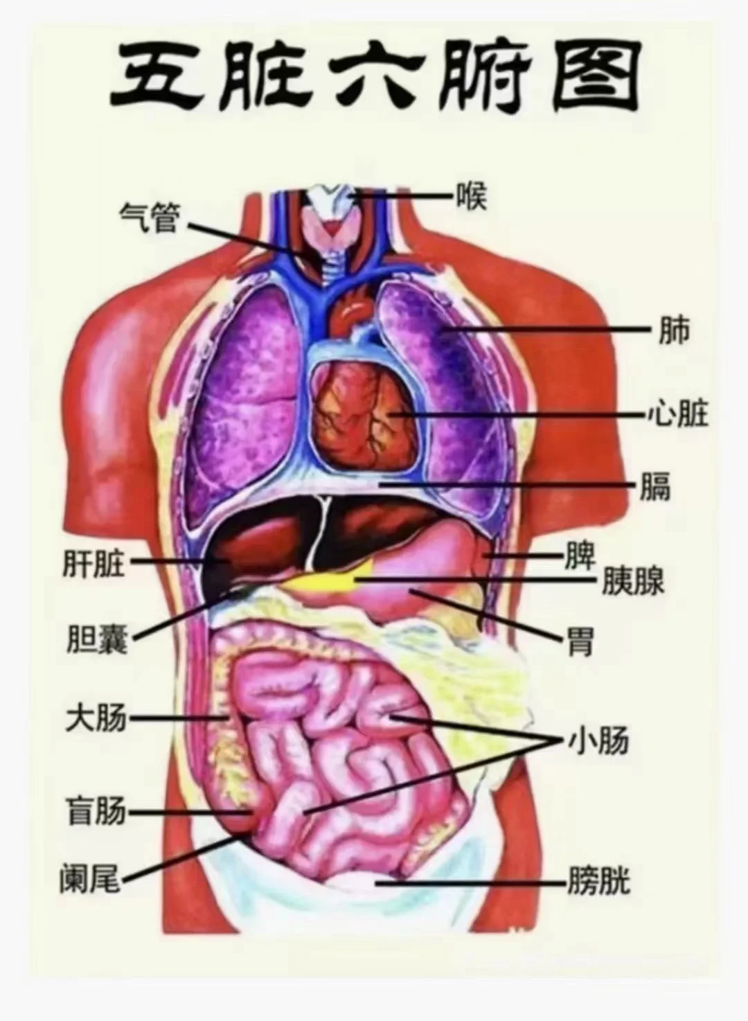 五脏六腑图